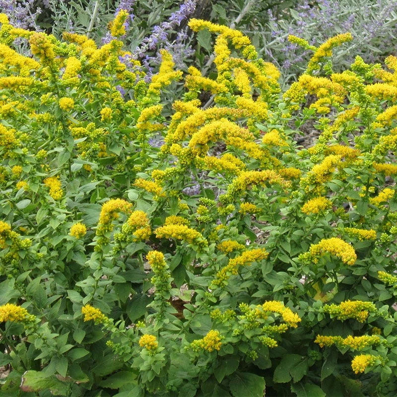 Golden Fleece Goldenrod (Solidago) - Image 2