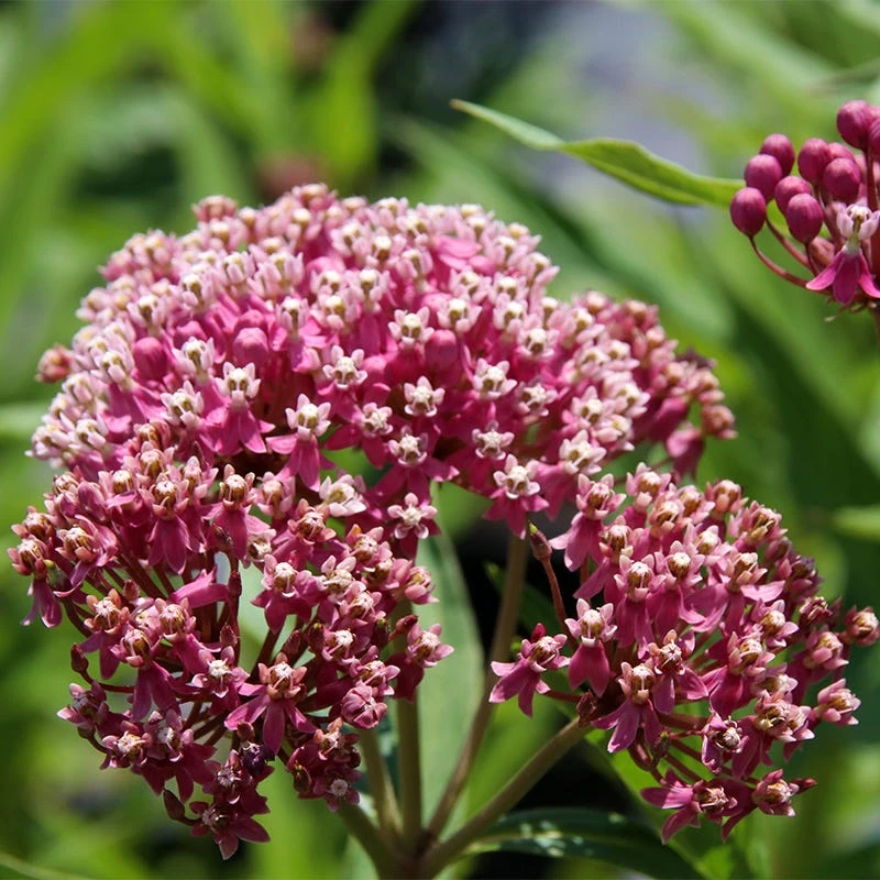 Soulmate Swamp Milkweed - Image 2