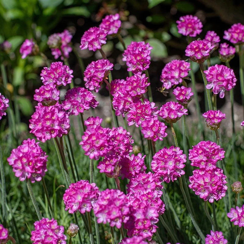 Splendens Armeria - Image 2