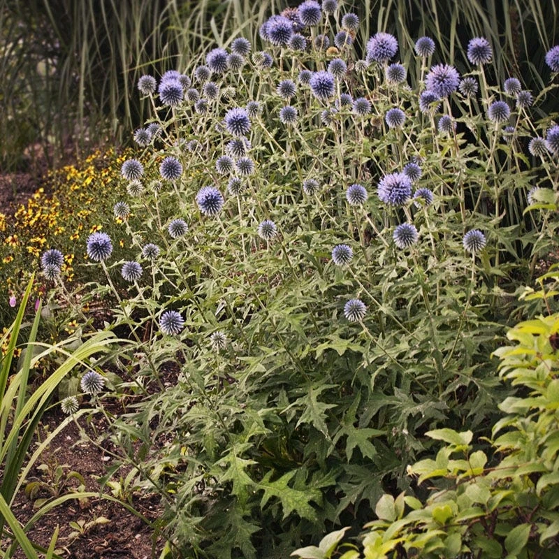 Blue Glow Echinops - Image 2