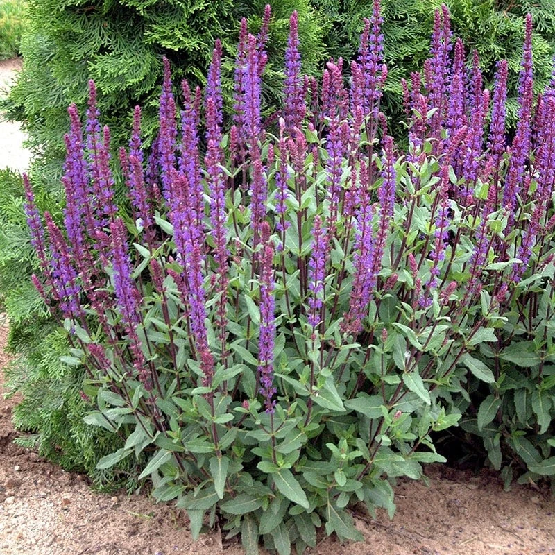 Caradonna Salvia - Image 5
