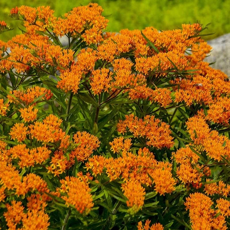 Butterfly Weed (Clay Form) - Image 3