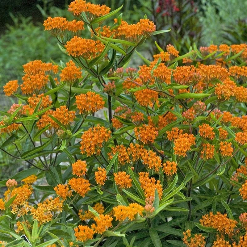 Butterfly Weed (Clay Form) - Image 4