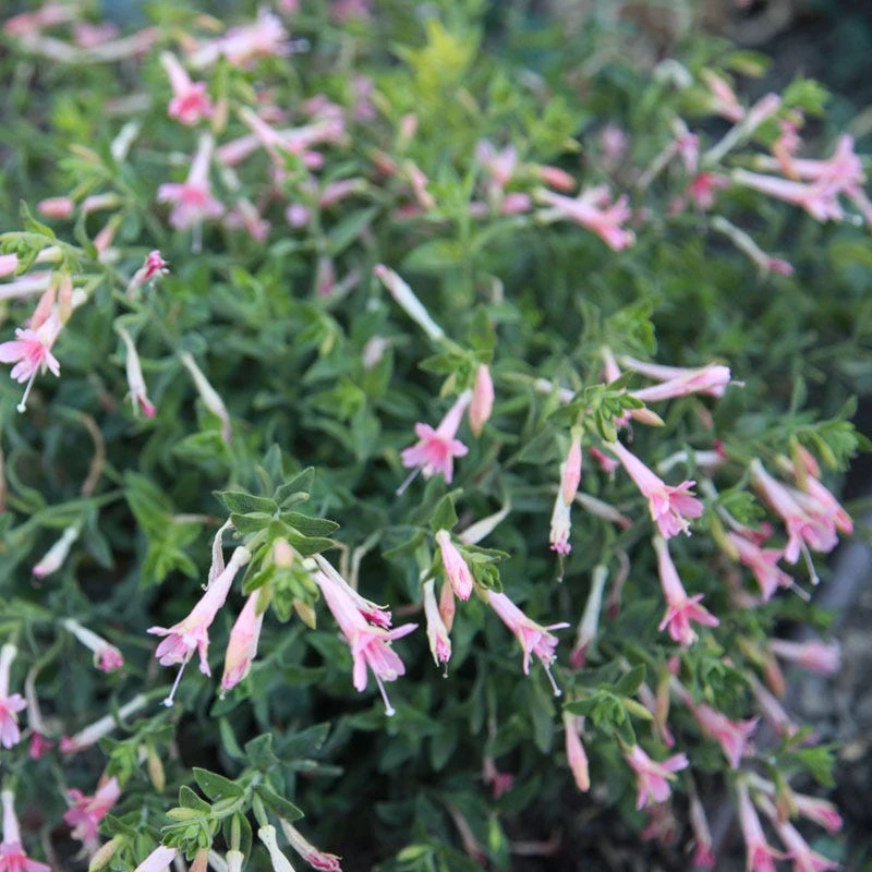 Woody's Peach Surprise Hummingbird Trumpet (Zauschneria) - Image 2