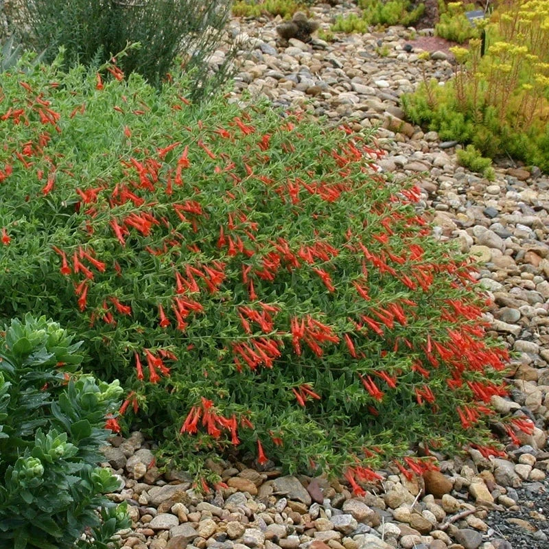 Orange Carpet® Creeping Hummingbird Trumpet (Zauschneria) - Image 5