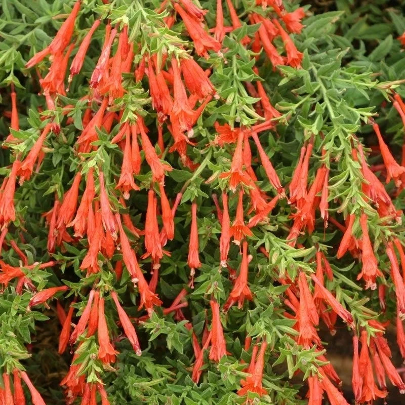Orange Carpet® Creeping Hummingbird Trumpet (Zauschneria) - Image 3