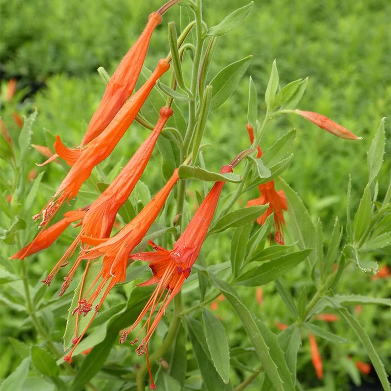 Sky Island Orange Hummingbird Trumpet (Zauschneria) - Image 2